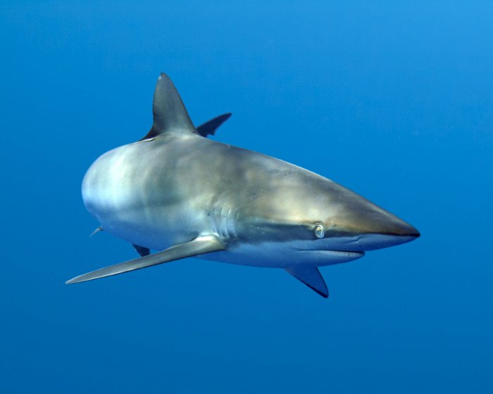 The silky shark (Carcharhinus falciformis) The silky shark (Carcharhinus falciformis)