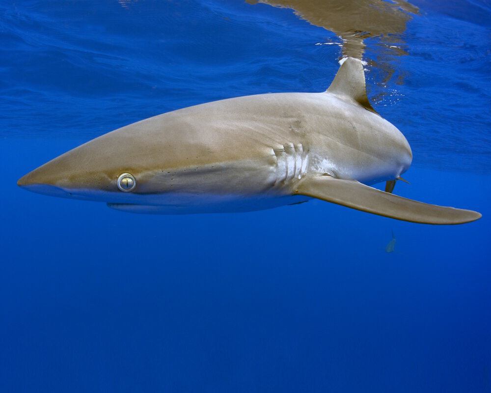 The silky shark has a very slender body and a pointed snout The silky shark has a very slender body and a pointed snout