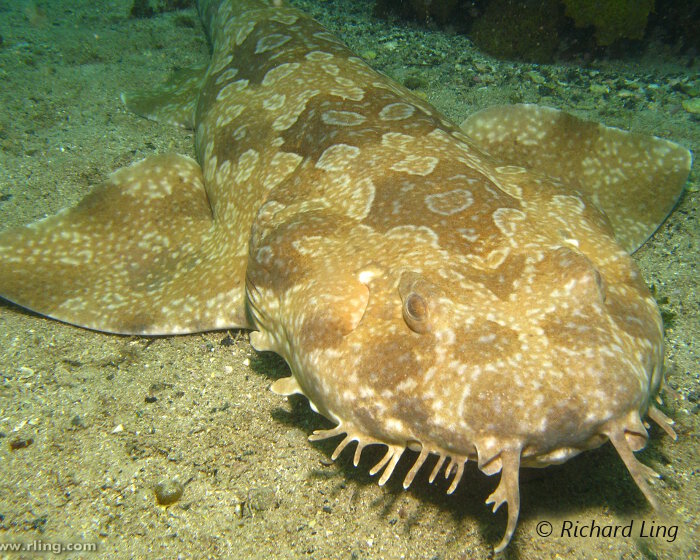 La coloration du requin tapis tacheté est à dominante marron avec des variations par endroit de zones plus claires ou plus sombres.