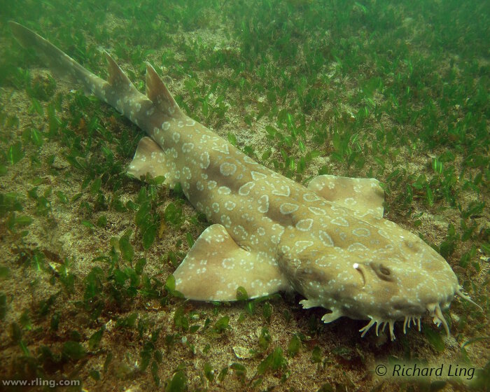 Son corps revêtu de motifs tels les dessins d'un tapis, le requin tapis tacheté se fond remarquablement dans son environnement ! Son corps revêtu de motifs tels les dessins d'un tapis, le requin tapis tacheté se fond remarquablement dans son environnement !