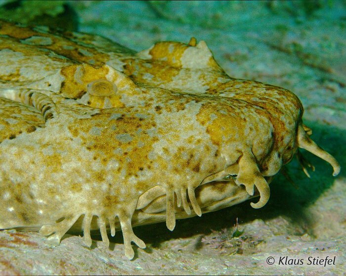 La tête du requin tapis tacheté est large, plate et pourvue d'une multitude d'excroissances de peau parfois ramifiées. La tête du requin tapis tacheté est large, plate et pourvue d'une multitude d'excroissances de peau parfois ramifiées.