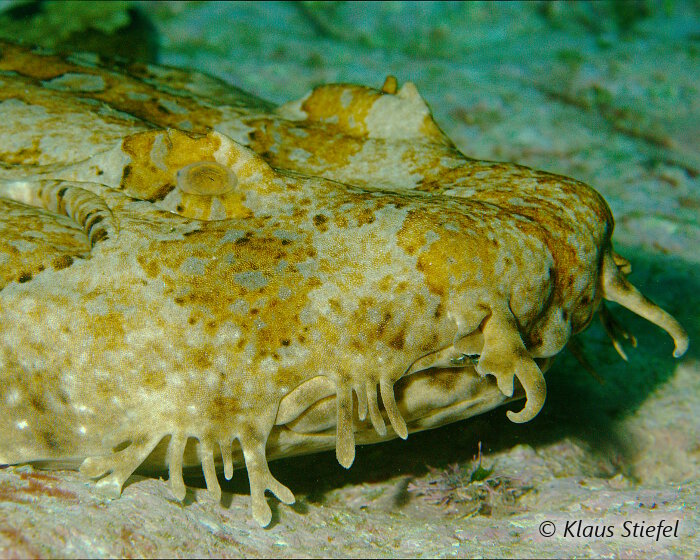 La tête du requin tapis tacheté est large, plate et pourvue d'une multitude d'excroissances de peau parfois ramifiées.