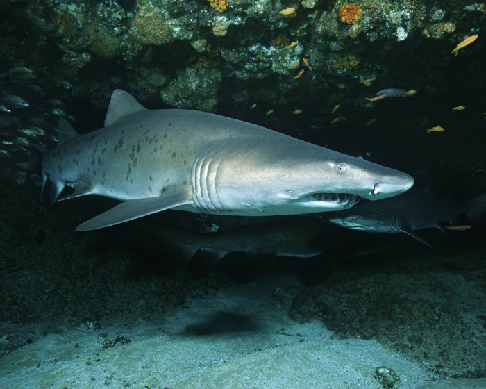 Le corps du requin taureau est de couleur gris brunâtre et ses flancs sont parsemés de taches brunes.