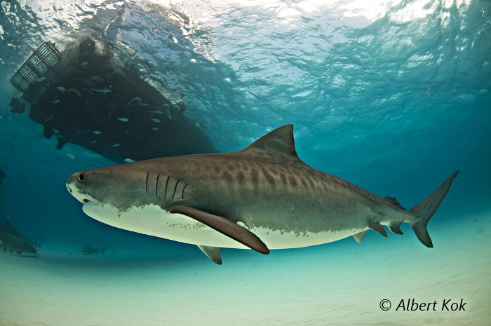 Le requin tigre affectionne les eaux moins profondes des récifs de corail et des lagons !
