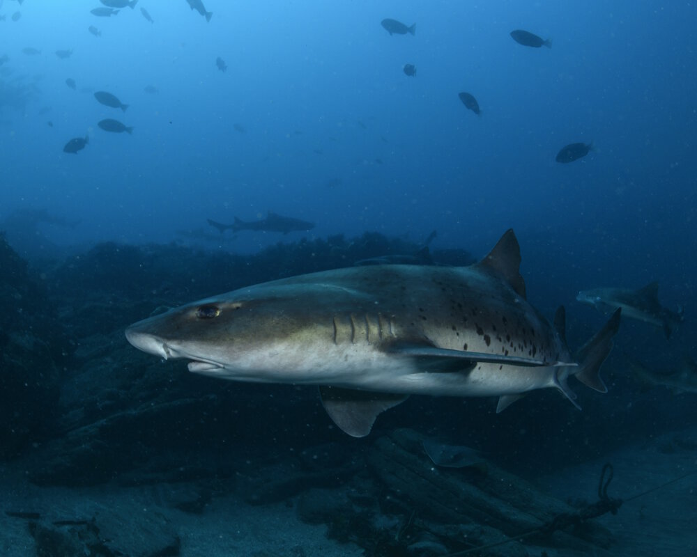Le requin virli coro (Triakis scyllium) Le requin virli coro (Triakis scyllium)