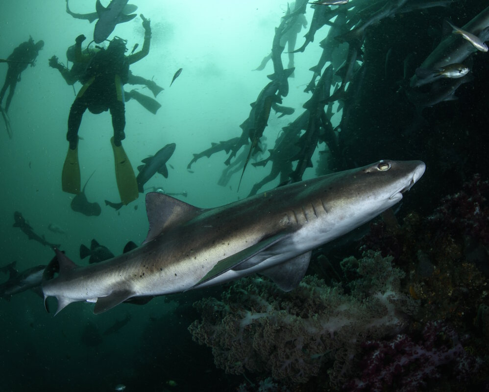 Le requin virli coro (Triakis scyllium) Le requin virli coro (Triakis scyllium)