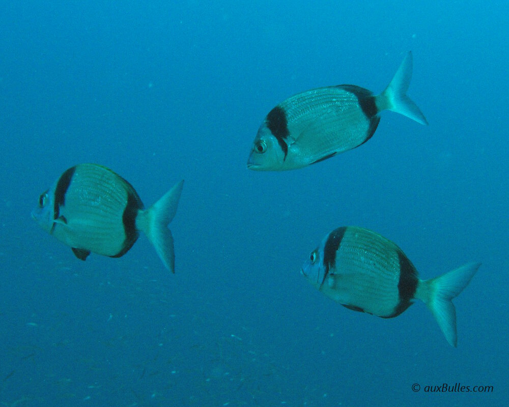 Le sar à tête noire (Diplodus vulgaris)