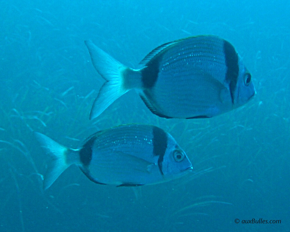 Le sar à tête noire (Diplodus vulgaris)