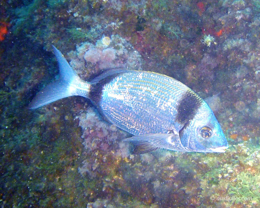 Le sar à tête noire (Diplodus vulgaris)