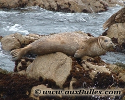 Mammifère Marin, California Sea Lion