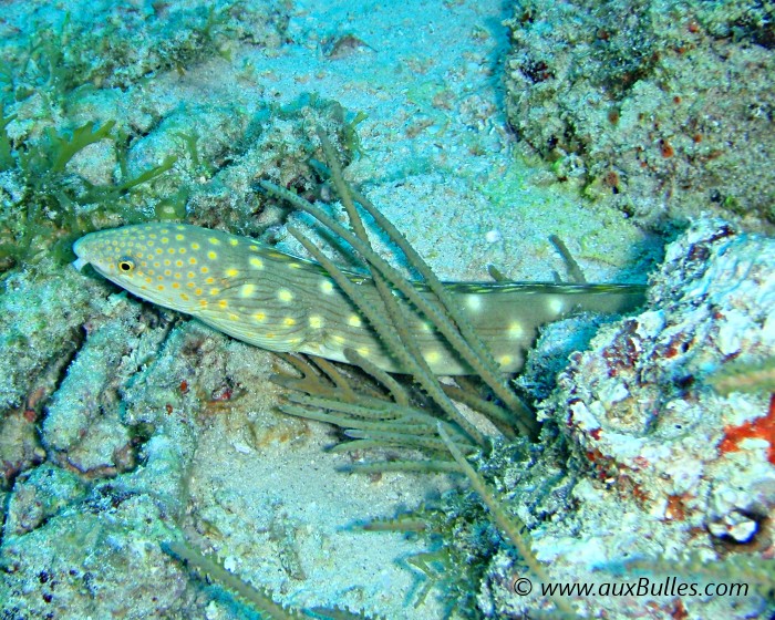 La serpentine fréquente les fonds sableux à proximités des récifs coralliens