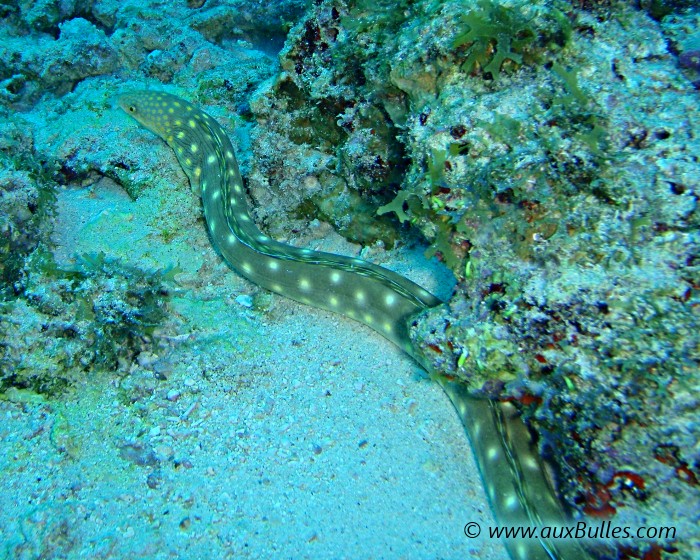 La serpentine malgré son apparence n'est pas un serpent de mer mais un poisson inoffensif au corps mince et allongé !