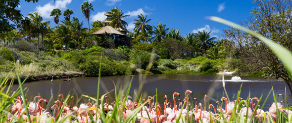 L'ile d’Anegada est un sanctuaire pour les flamands roses et les iguanes