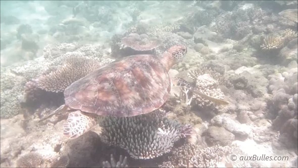 Nager avec les tortues de mer à Stradbroke en Australie