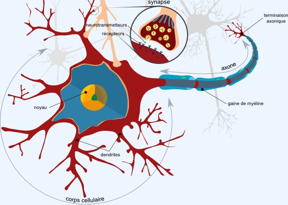 L'anatomie d'un neurone L'anatomie d'un neurone