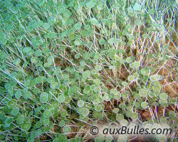 Acétabulaire (Acetabularia acetabulum)