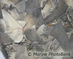 Ailerons de requins Ailerons de requins