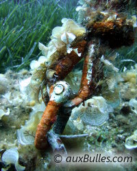 Padine (Padina pavonica) Padine (Padina pavonica)
