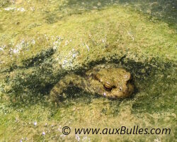 Les amphibiens avec le crapaud commun Les amphibiens avec le crapaud commun