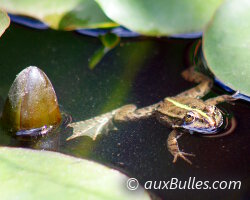 La grenouille verte vit dans des milieux aquatiques dont les eaux sont stagnantes comme des mares peu profondes, des étangs ou marais.