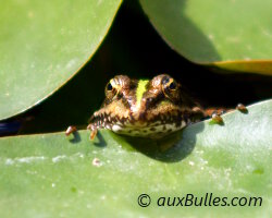 La grenouille verte