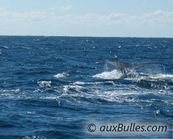 L'instant magique où la queue de la baleine apparait au-dessus de la surface de l'eau !