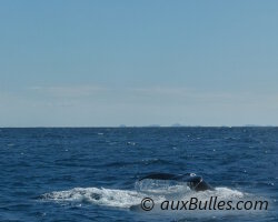Le moment où la baleine lève sa queue juste au-dessus de la surface utilisant sa nageoire comme support, la queue sert de voile