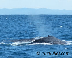 Les mouvements majestueux des baleines s'accordent avec le rythme des vagues
