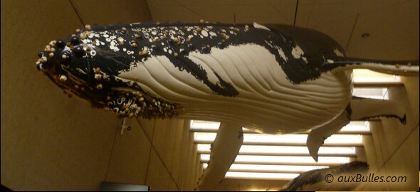 Suspendue au plafond du musée de Brisbane, une baleine à bosse vue de dessous vous donne une idée de ses signes distinctifs !