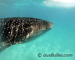 Plonger avec les requins baleines à Ningaloo Reef