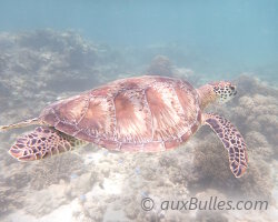 L'île de Stradbroke (Nager avec les tortues de mer à Stradbroke)