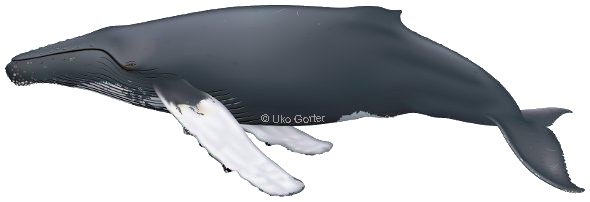 La baleine à bosse (Megaptera novaeangliae)
