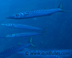 Le barracuda de Méditerranée [Sphyraena viridensis]