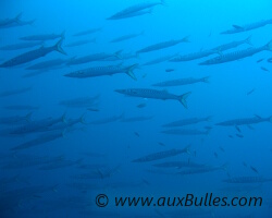Barracuda Méditerranéen (Sphyraena viridensis)