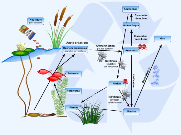 Le cycle de l'azote dans votre bassin de jardin