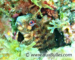 Tompot blenny (Parablennius gattorugine) Tompot blenny (Parablennius gattorugine)