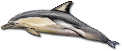 Le dauphin commun (Delphinus delphis)
