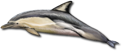 Le dauphin commun (Delphinus delphis) Le dauphin commun (Delphinus delphis)
