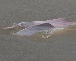 Dauphin rose de l'Amazone (Inia geoffrensis)