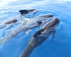 Long-finned pilot whale (Globicephala melas)