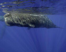 Grand cachalot (Physeter macrocephalus)