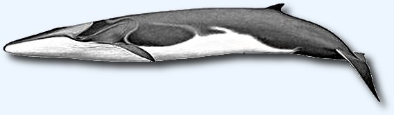 Le rorqual commun (Balaenoptera physalus)