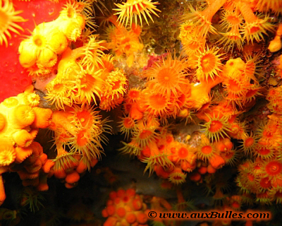 L'anémone encroûtante jaune (Parazoanthus axinellae)