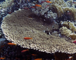 Corail Acropora pulchra (Acropora pulchra)