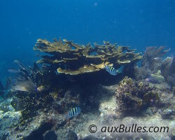 Corail corne d'élan (Acropora palmata)