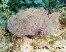 Common sea fan (Gorgonia ventalina)