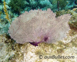 Gorgone éventail violette (Gorgonia ventalina)