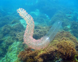 Big siphonophore (Forskalia edwardsii)