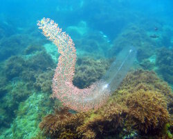 Grand siphonophore (Forskalia edwardsii)