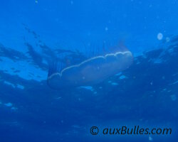 Méduse bleue (Aurelia aurita) Méduse bleue (Aurelia aurita)